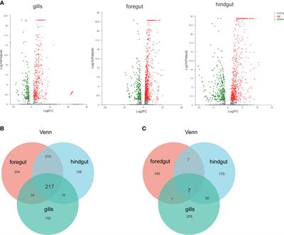 Transcriptome analysis identifies LGP2 as an MDA5-mediated signaling activator following spring viremia of carp virus infection in common carp (Cyprinus carpio L.)